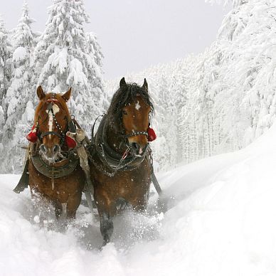 horse-drawn carriage ride through the snow